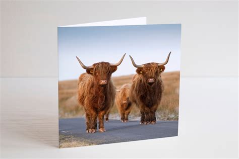 Highland Cow Photography Greetings Card Blank