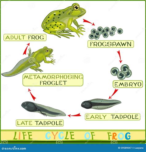 Life Cycle Of Frog Stock Vector - Image: 59589047