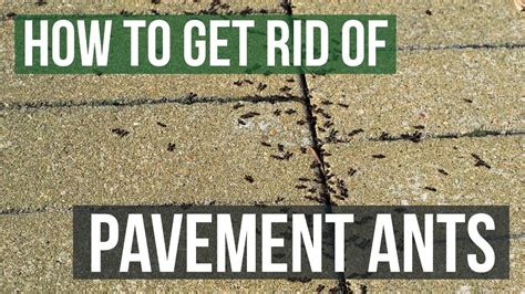 How To Get Rid Of Ants In Pavers Back Gardener