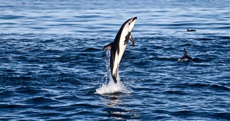 Dolphin Tour And Swim In Kaikoura With Dolphin Encounter Rtw Backpackers