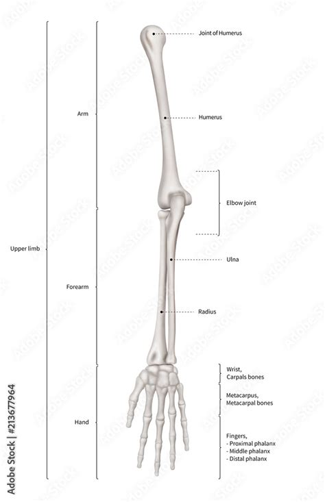 Arm Bones Diagram