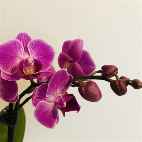 6 Stages In The Life Cycle Of An Orchid Orchid Resource Center