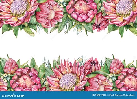 Protea Flower Frames Hand Drawn Watercolor Illustration Isolated On