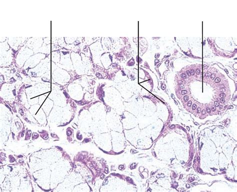 A P Biol Salivary Gland Slide Diagram Quizlet