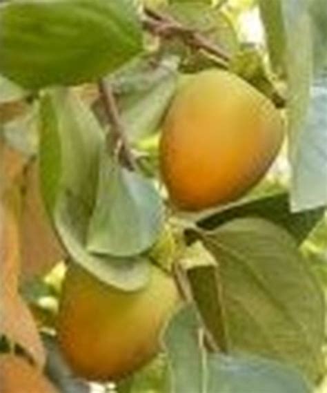 Hachiya Persimmon | Star Nursery Garden and Rock Centers