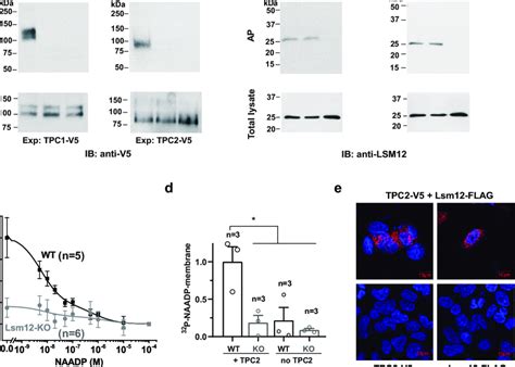 Lsm12 Mediates The Apparent Association Of NAADP To TPC2 And Cell