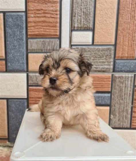 Male Lhasa Apso Puppy For Sale Pets Nigeria