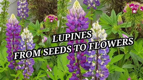 Growing Lupines From Seeds To Flowers How To Grow Lupines Perennial