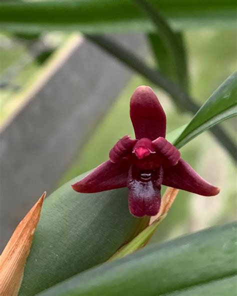 Maxillaria Variabilis Black Berry Orquid Rio Emanuel