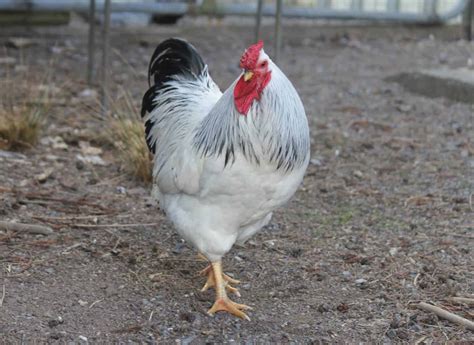 Columbian Wyandotte: Eggs, Height, Size and Raising Tips