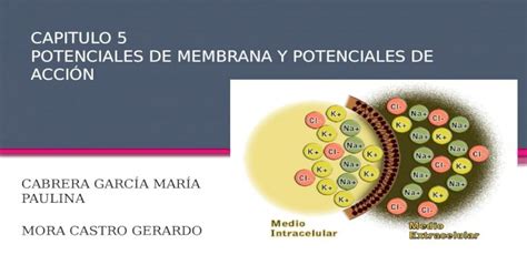 Potenciales De Membrana Y Potenciales De Acci N Pptx Powerpoint