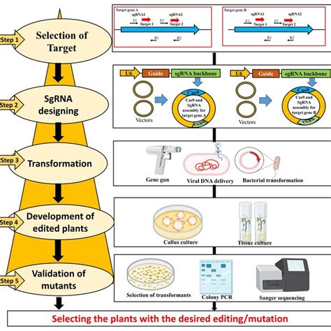 Diagrammatic Representation Of Cas Sgrna Genome Editing Ge Approach