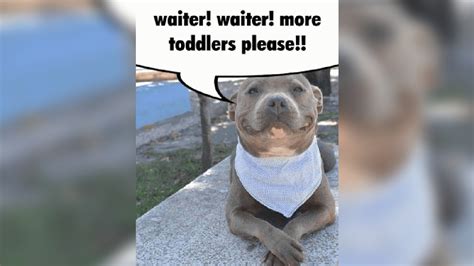 Waiter! Waiter! More Toddlers Please!!: Video Gallery | Know Your Meme