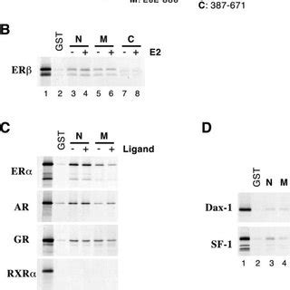 Vinexin Specifically Interacts With Steroid Receptors In Vitro A