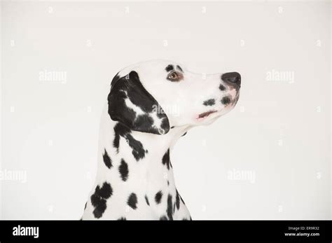 Studio Portrait Dalmatian Hi Res Stock Photography And Images Alamy