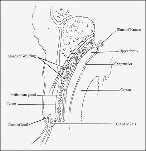 瞼板腺(Meibomian gland) - 小小整理網站 Smallcollation