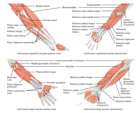 9.3: Muscles of the Lower Arm and Hand - Biology LibreTexts