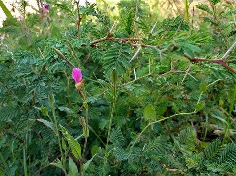 Silvestres Flores Hierba Del Golpe Oenothera Rosea Flickr