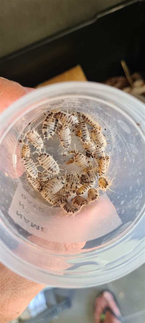 Porcellio Laevis Dairy Cow Italian Morph Shop