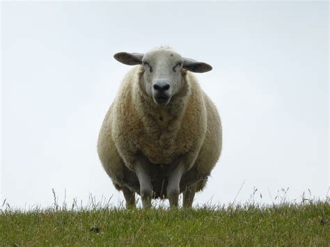 Free Images Grass Meadow Lookout Horn Herd Pasture Grazing