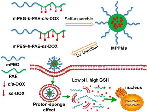 Frontiers Fabrication Of Ph Redox Dual Responsive Mixed Polyprodrug