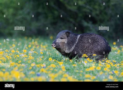 Collared Peccary Javelina Tayassu Tajacu Adult In Field Of Huisache