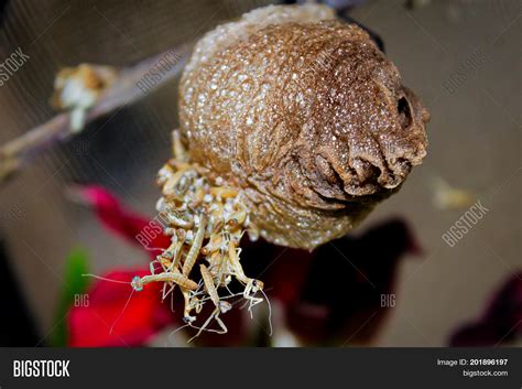 Underside View Ootheca Image & Photo (Free Trial) | Bigstock