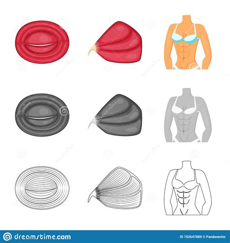 Objet D Isolement De Fibre Et De Signe Musculaire Collection D