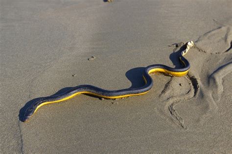 Pelagic Sea Snake