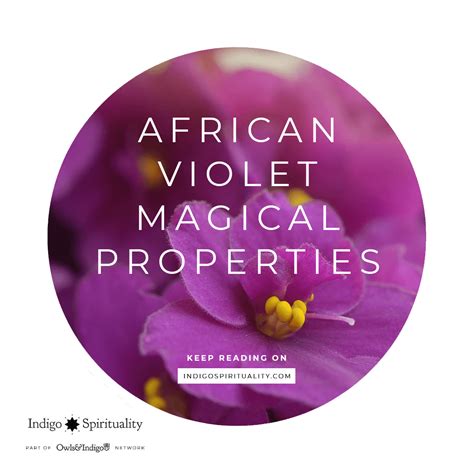 Saintpaulia The African Violet Magical Properties Indigo Spirituality