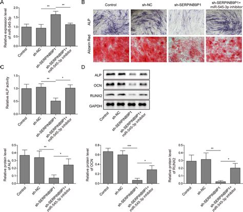 Lncrna Serpinb P Regulated Bmsc Osteogenic Differentiation By