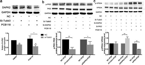 Knockdown Of Tubb3 Dapk2 And Pkd In Frtl 5 Cells The Cells Were