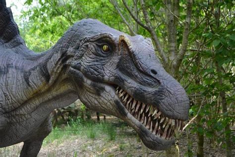 All About Allosaurus Fun Facts | Dinosaurzus