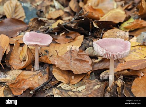 El Rosy Bonnet Micena rosea es una foto macrónica llena de hongos