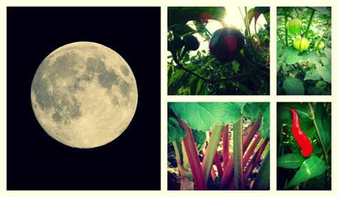 Gardening By The Light Of The Moon Farm And Dairy