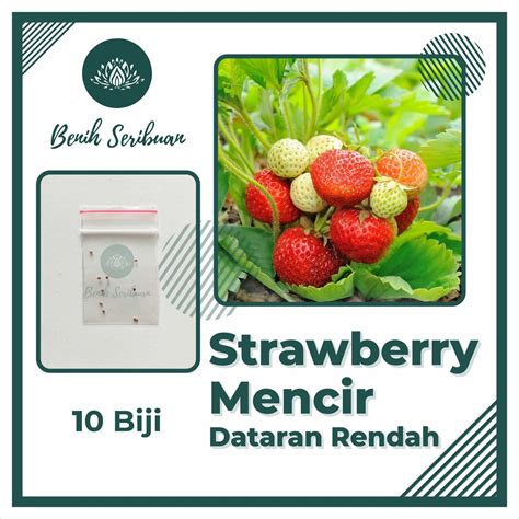 Jual 10 Benih Bibit Stroberi Mencir Dataran Rendah Tanaman Buah