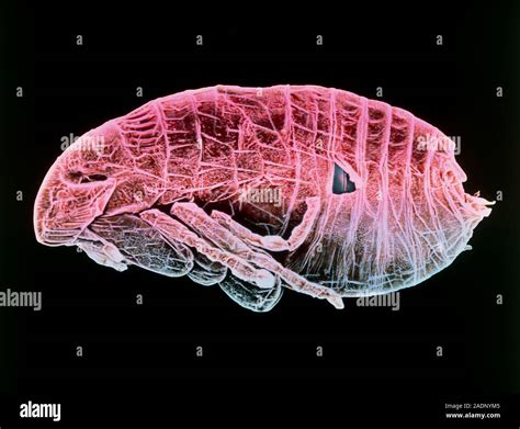 Cat Flea Pupa Coloured Scanning Electron Micro Graph Sem Of A