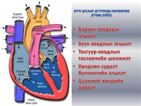 зүрх судасны физиологи