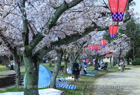 お花見の季節の公園内昼間場所取りのシートの写真素材 229826546 イメージマート