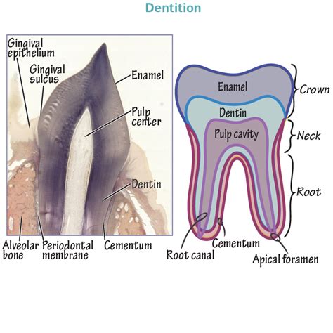 Tooth Histology