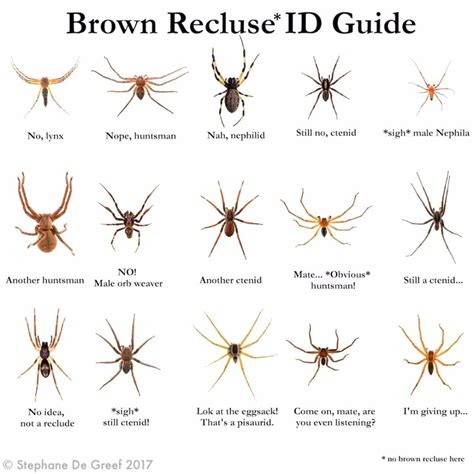 Illinois Spiders Identification Chart