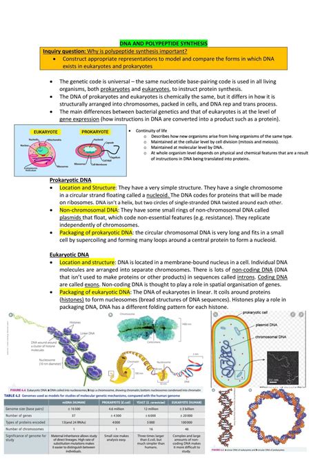 DNA and Polypeptide Synthesis - Mod 5 | Biology - Year 12 HSC | Thinkswap