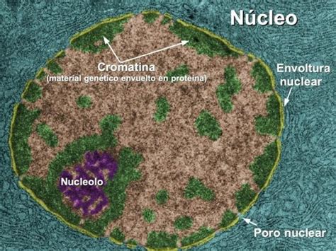 main parts   cell   function