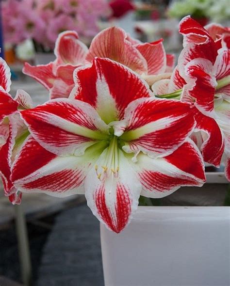 Amaryllis Hippeastrum Spartacus