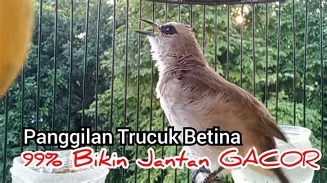 Trucuk Betina Memanggil Jantan Ampuh Bikin Trucuk Jantan Gacor