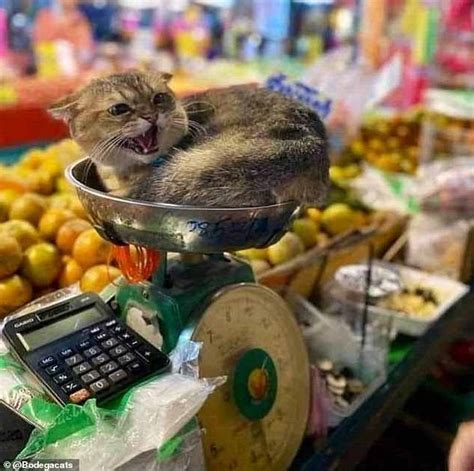 14 fotos hilárias mostram gatos dominando estabelecimentos comerciais