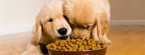 Consejos De Alimentación Para Un Perro Cachorro Clínica Veterinaria Zarpa