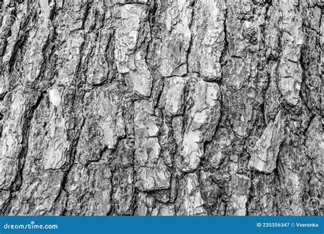 Black And White Tree Bark Background Close Up Natural Texture Bark Stock Image Image Of