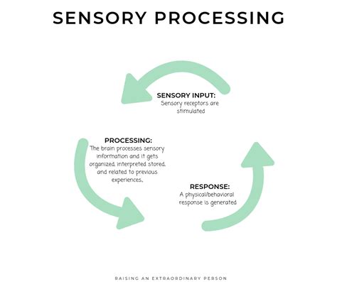 The Sensory Spectrum And Sensory Processing Disorder Parent Resources