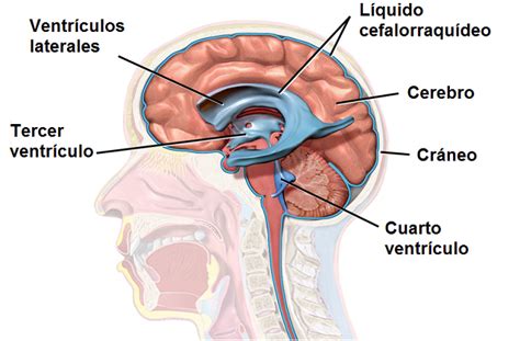 Líquido Cefalorraquídeo Características Funciones Circulación